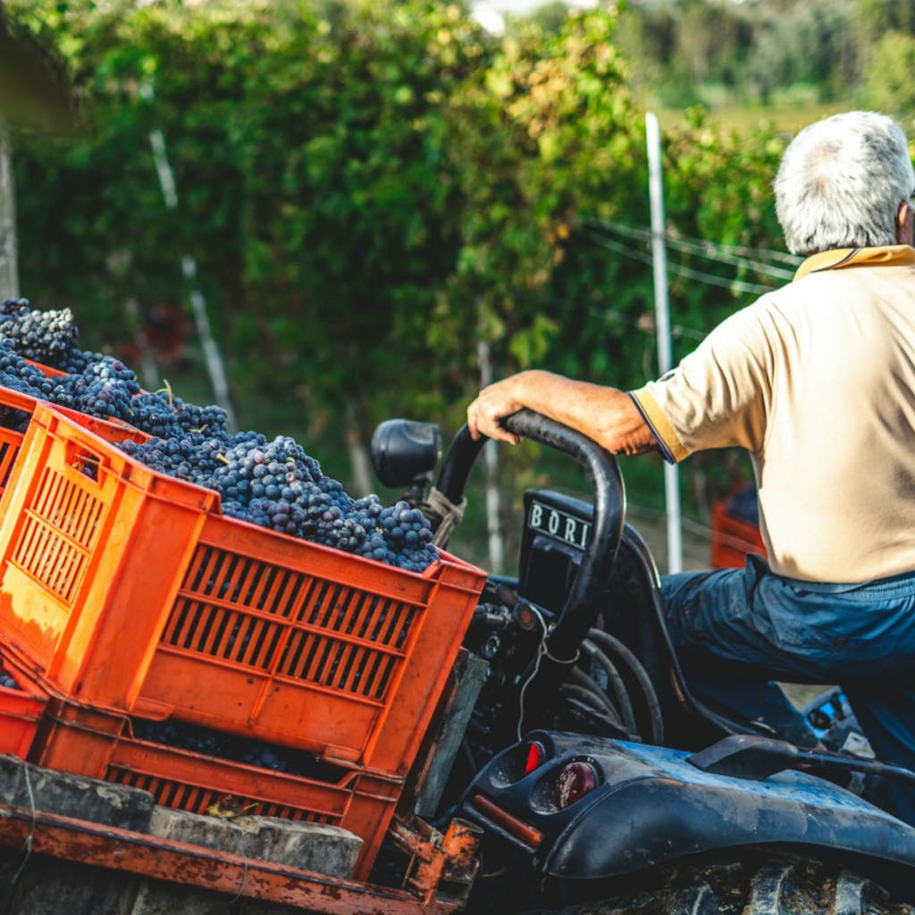 Product image for Romeo Tempranillo