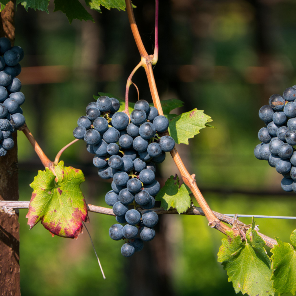 Product image for Romeo Tempranillo