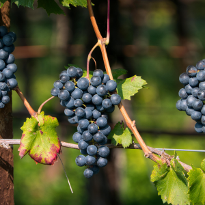 Product image for Romeo Tempranillo