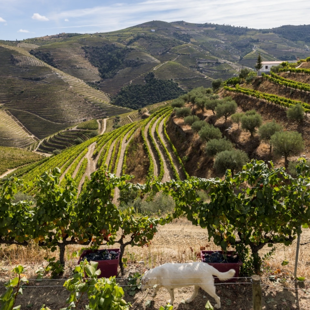 Product image for Pocas White Port