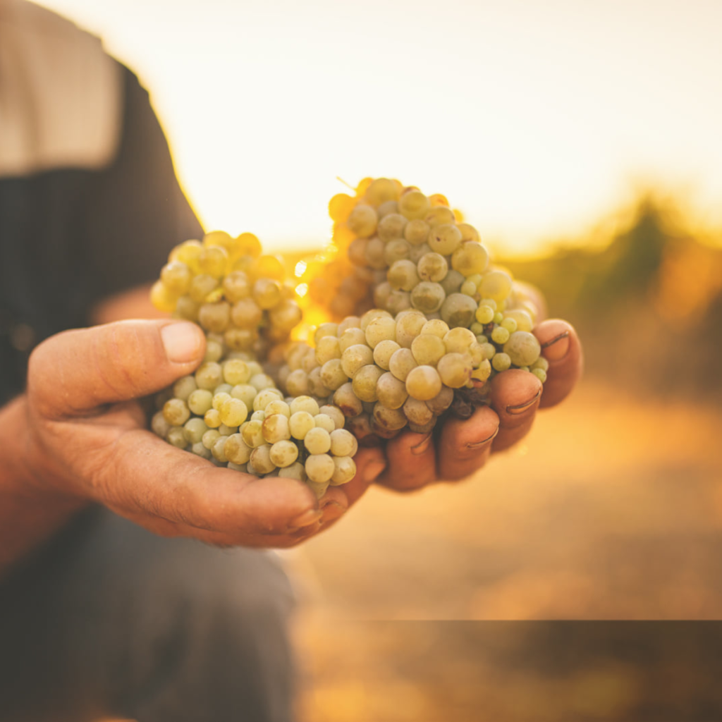 Product image for Moulin De Gassac Eraus Blanc