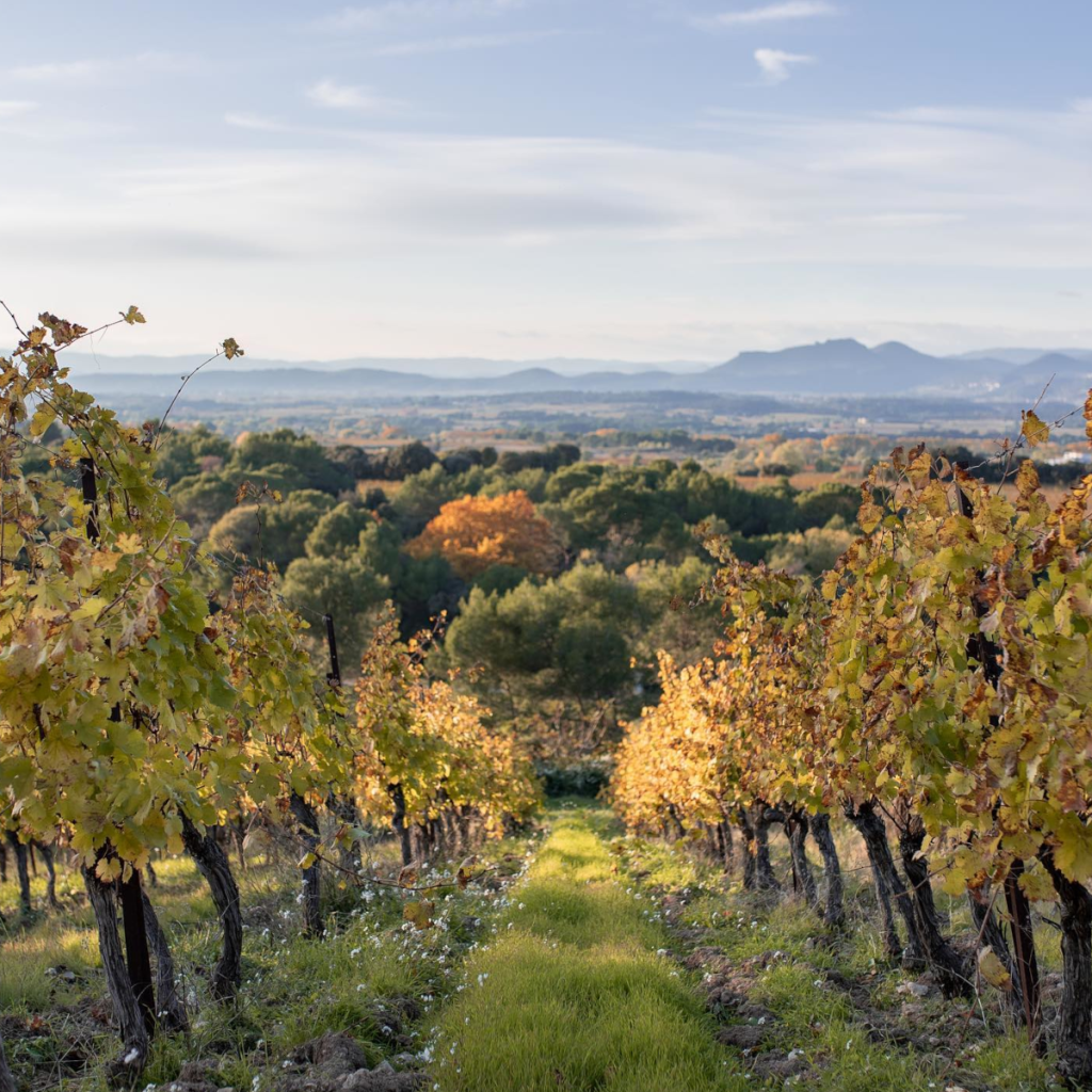Product image for Moulin De Gassac Picpoul de Pinet