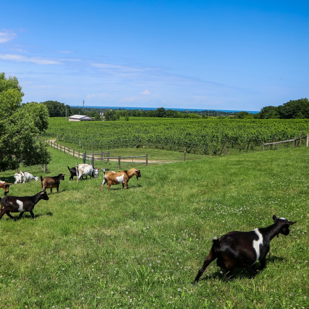 Product image for Tawse Cabernet Merlot