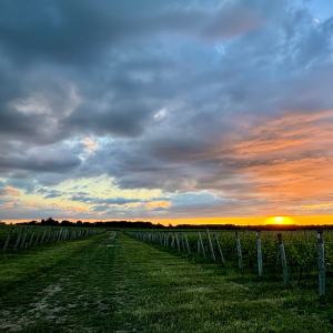 Product image for Tawse Cabernet Merlot