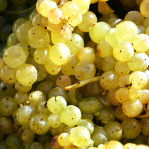 Product image for Fontaleoni Vernaccia San Gimignano