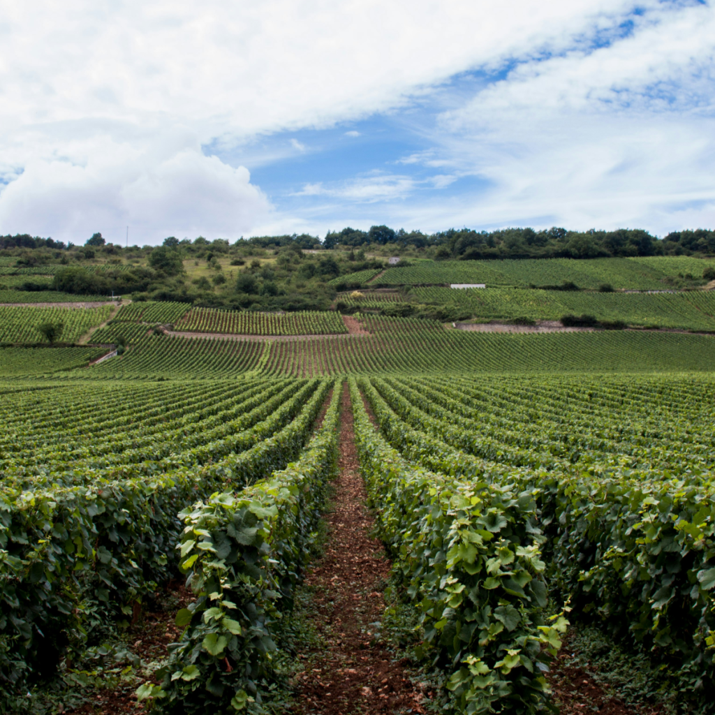 Product image for Moniot - Nie Santenay 1er Cru Clos des Gravières
