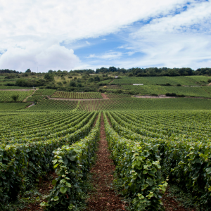 Product image for Moniot - Nie Santenay 1er Cru Clos des Gravières