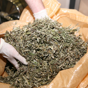 Product image for Absente 55