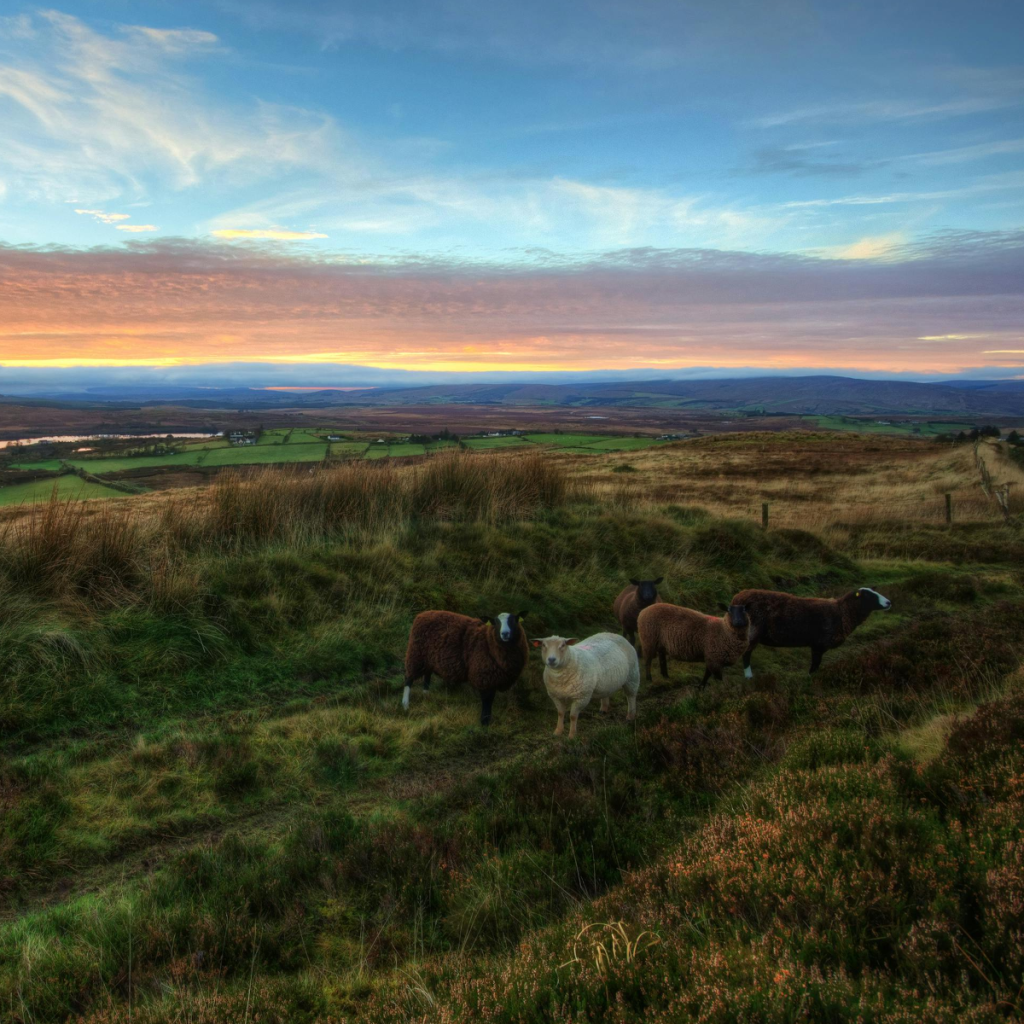 Product image for Eiregold Special Reserve Blended