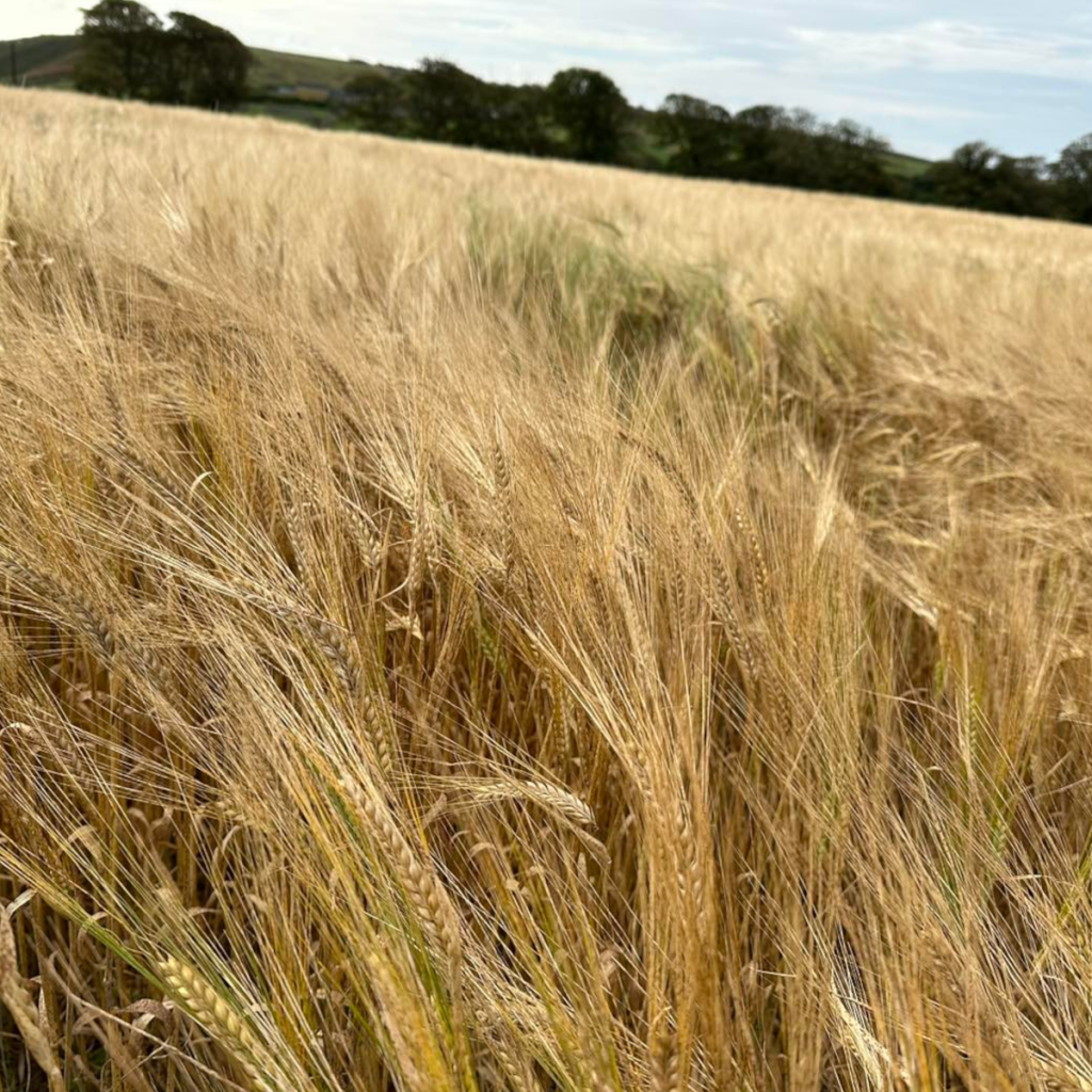 Product image for Hyde No. 3 Single Grain Bourbon Cask