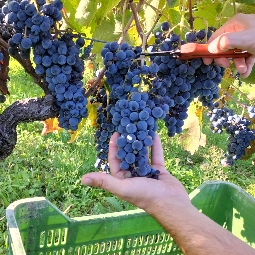 Product image for Feudi di San Gregorio Rubrato Aglianico