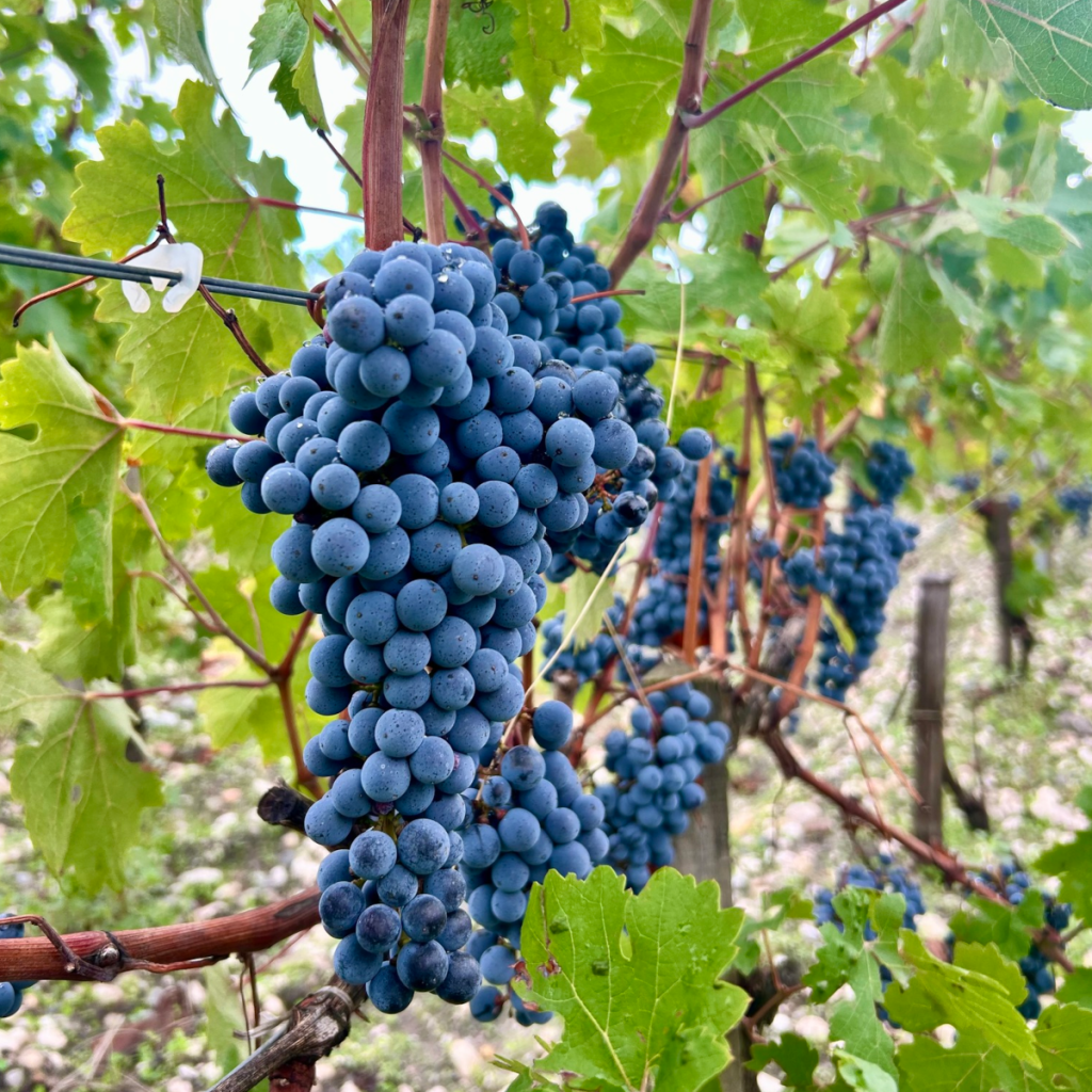 Product image for Chateau DesMirail AOC Margaux 2016