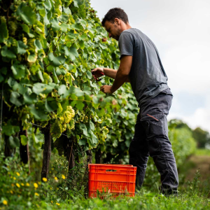 Product image for Feudi di San Gregorio Rubrato Aglianico