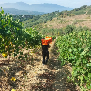 Product image for Feudi di San Gregorio Rubrato Aglianico