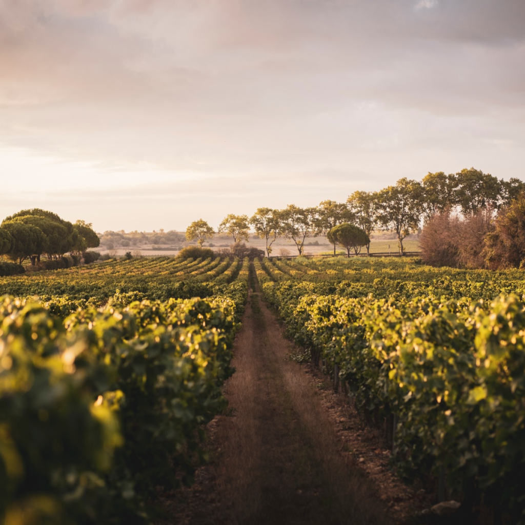 Product image for Olivier Coste Rare Carignan Blanc