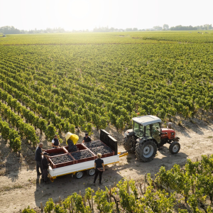 Product image for Chateau Grand Puy Lacoste Pauillac Grand Cru 2019