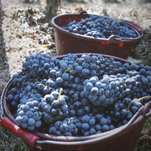 Product image for Olivier Coste Oldstar Carignan Noir