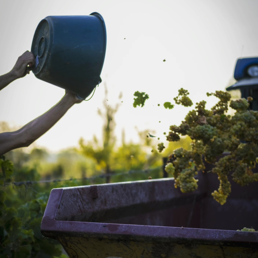 Product image for Olivier Coste Rare Carignan Blanc