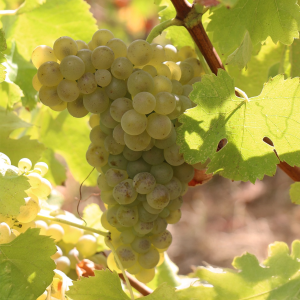 Product image for La Nerthe Les Cassagnes Cote du Rhone Blanc