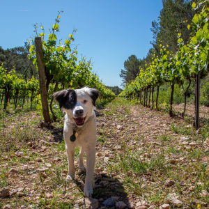 Product image for Pares Balta Brut Nature