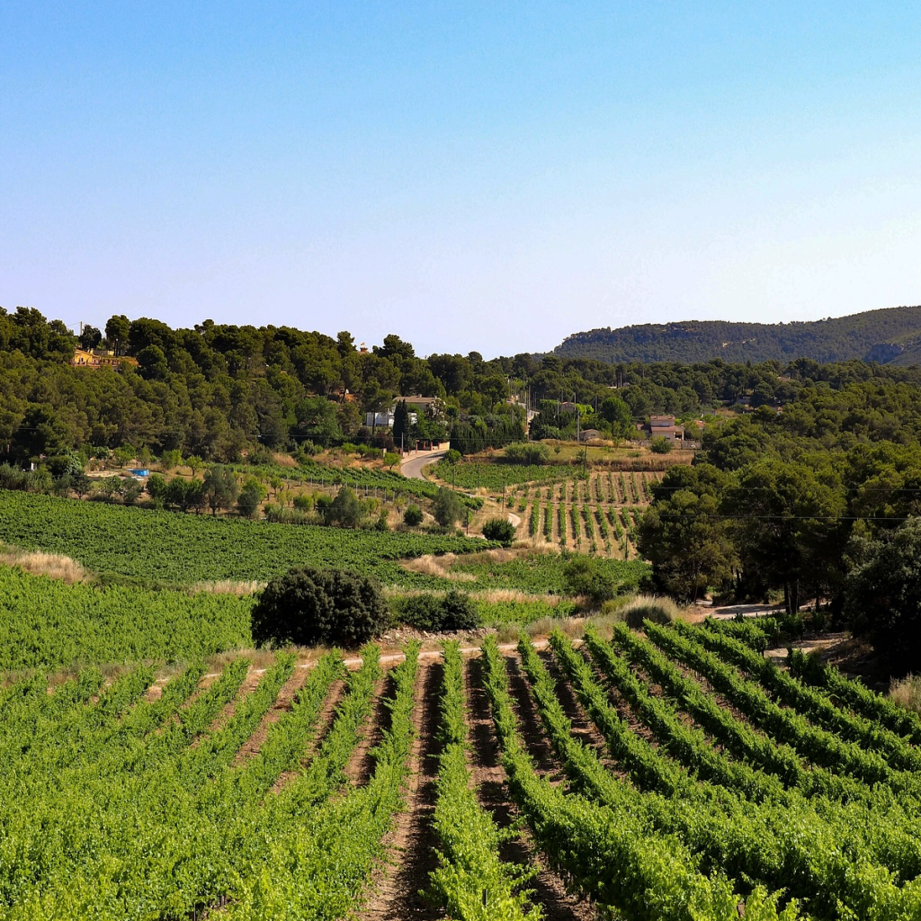 Product image for Pares Balta Brut Nature