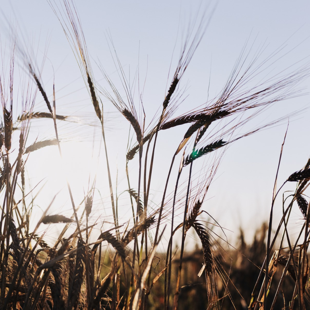 Product image for Bruichladdich The Organic 2011