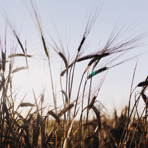 Product image for Bruichladdich The Organic 2011