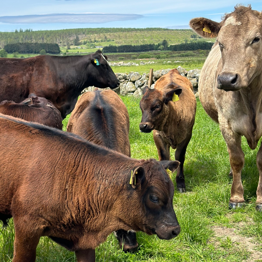 Product image for Bruichladdich The Organic 2011