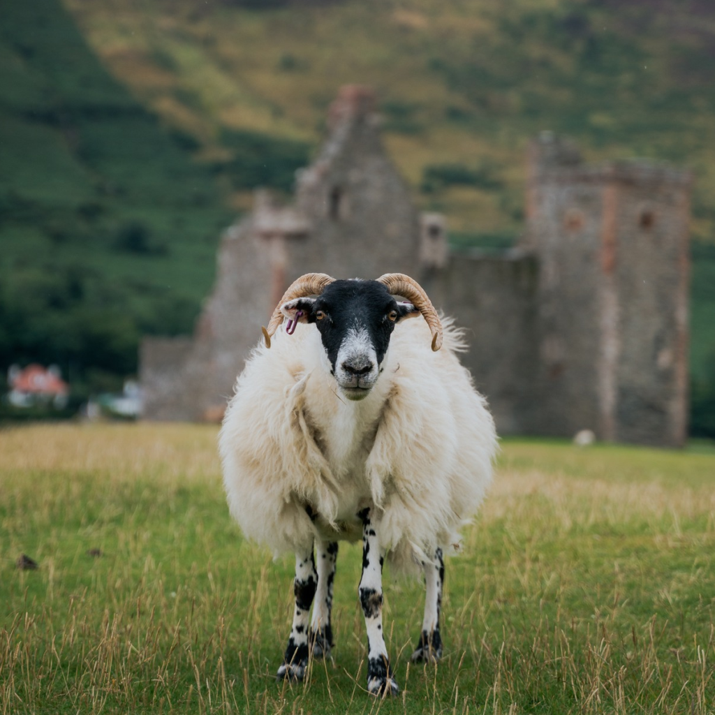 Product image for Arran Single Malt Barrel Reserve