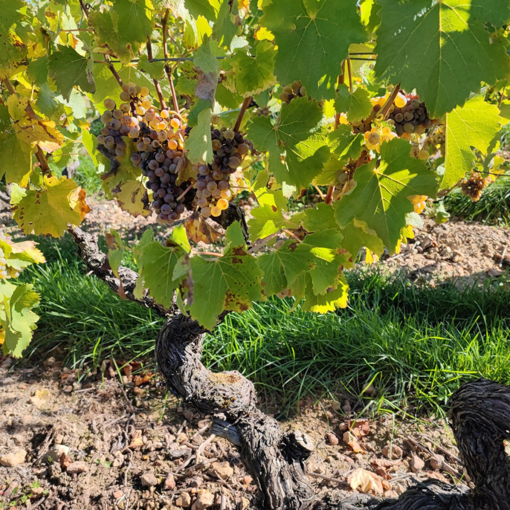 Product image for Denis Meunier Vouvray Clos Baglin Demi Sec