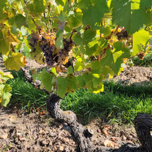 Product image for Denis Meunier Vouvray Clos Baglin Demi Sec