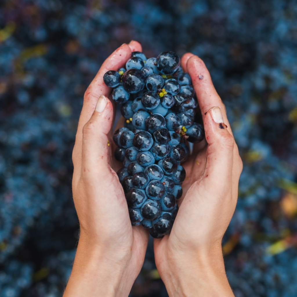 Product image for Chateau La Nerthe Châteauneuf du Pape Rouge