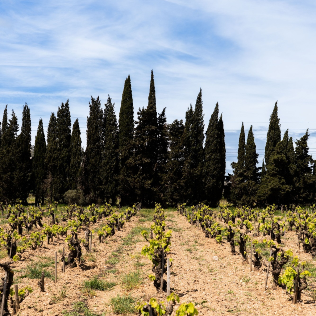 Product image for La Baronne Les Chemins Blanc