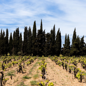 Product image for La Baronne Les Chemins Blanc