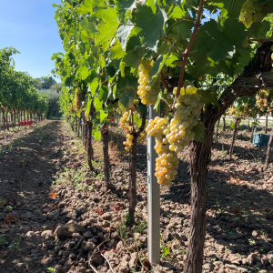 Product image for Terre Nere Etna Bianco