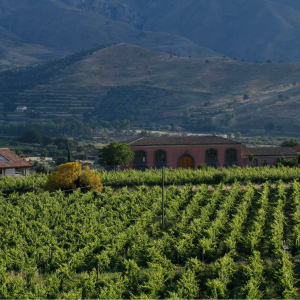 Product image for Terre Nere Moganazzi Etna Rosso