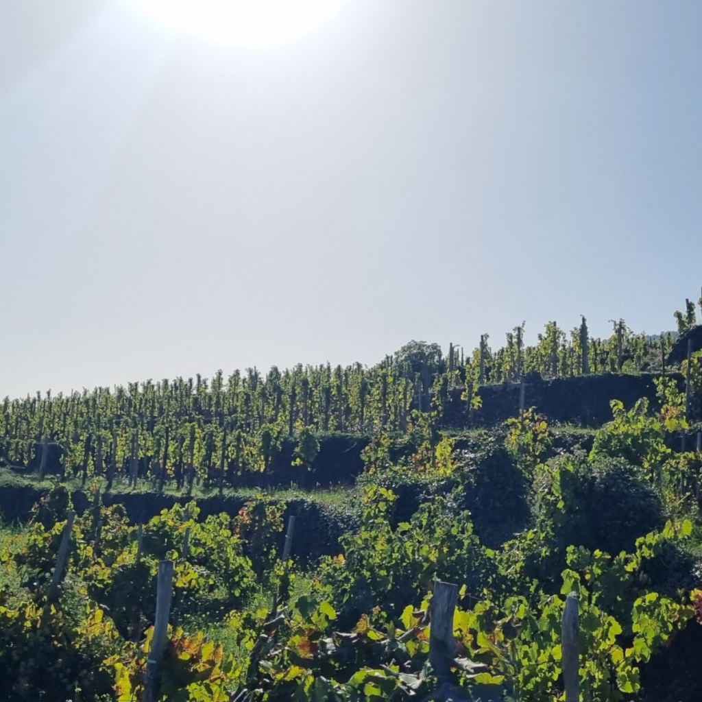 Product image for Terre Nere Moganazzi Etna Rosso