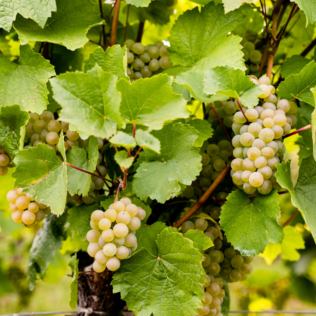 Product image for Villa Murari Pinot Grigio 1L