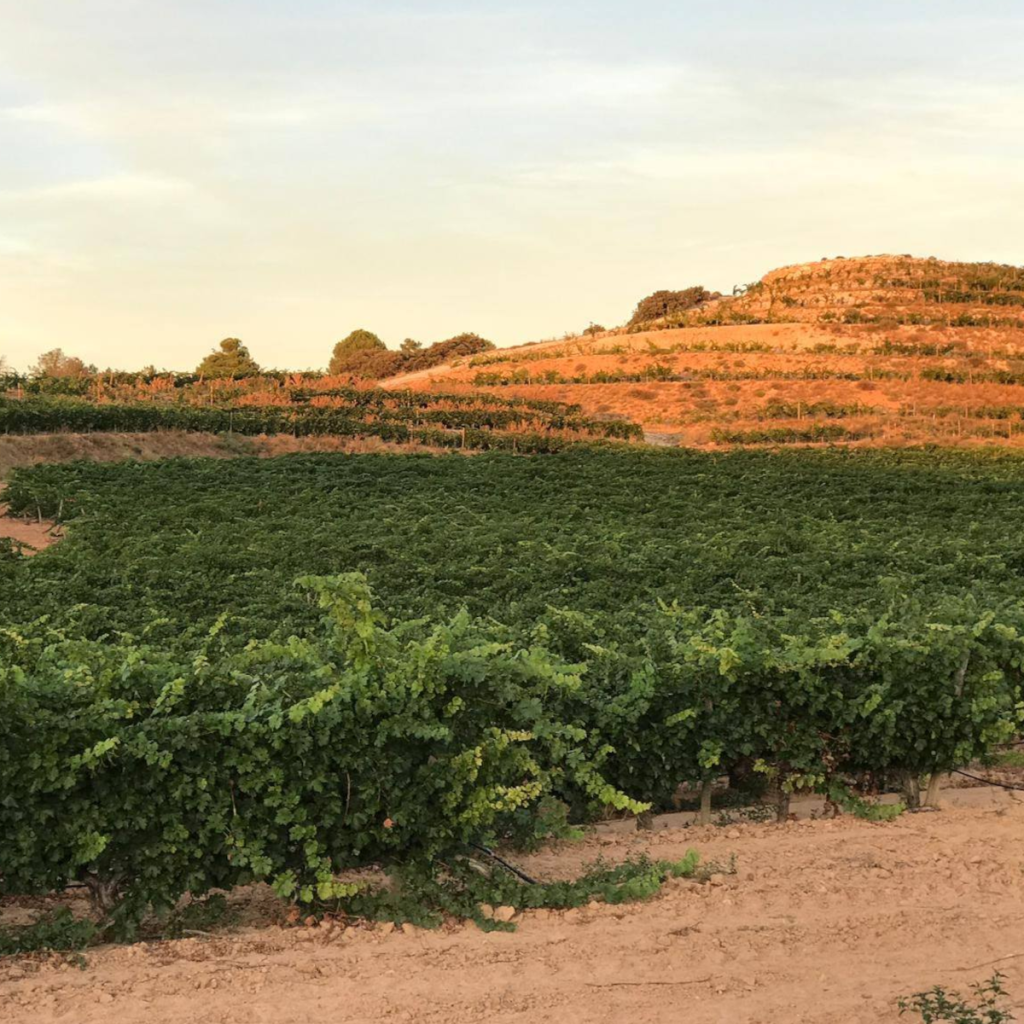 Product image for Casajus Blanco