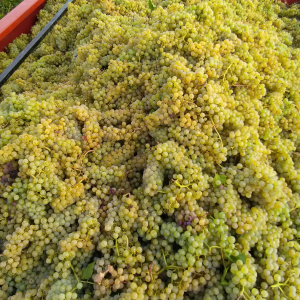 Product image for Bernard Millot Meursault En La Barre