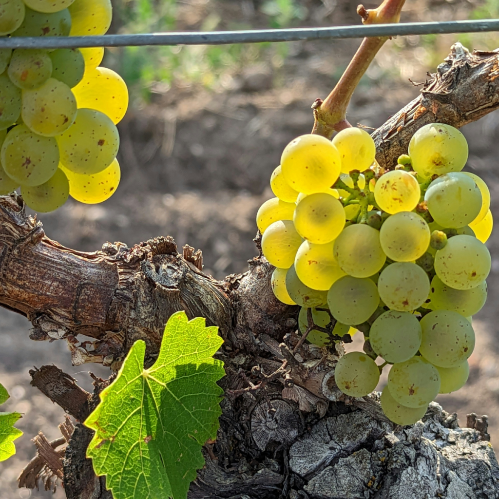 Product image for Bachelet-Ramonet Chassagne-Montrachet 1er Cru La Grande Montagne