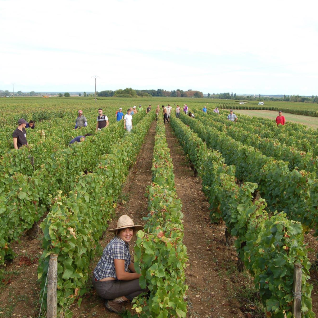 Product image for Bernard Millot Meursault En La Barre