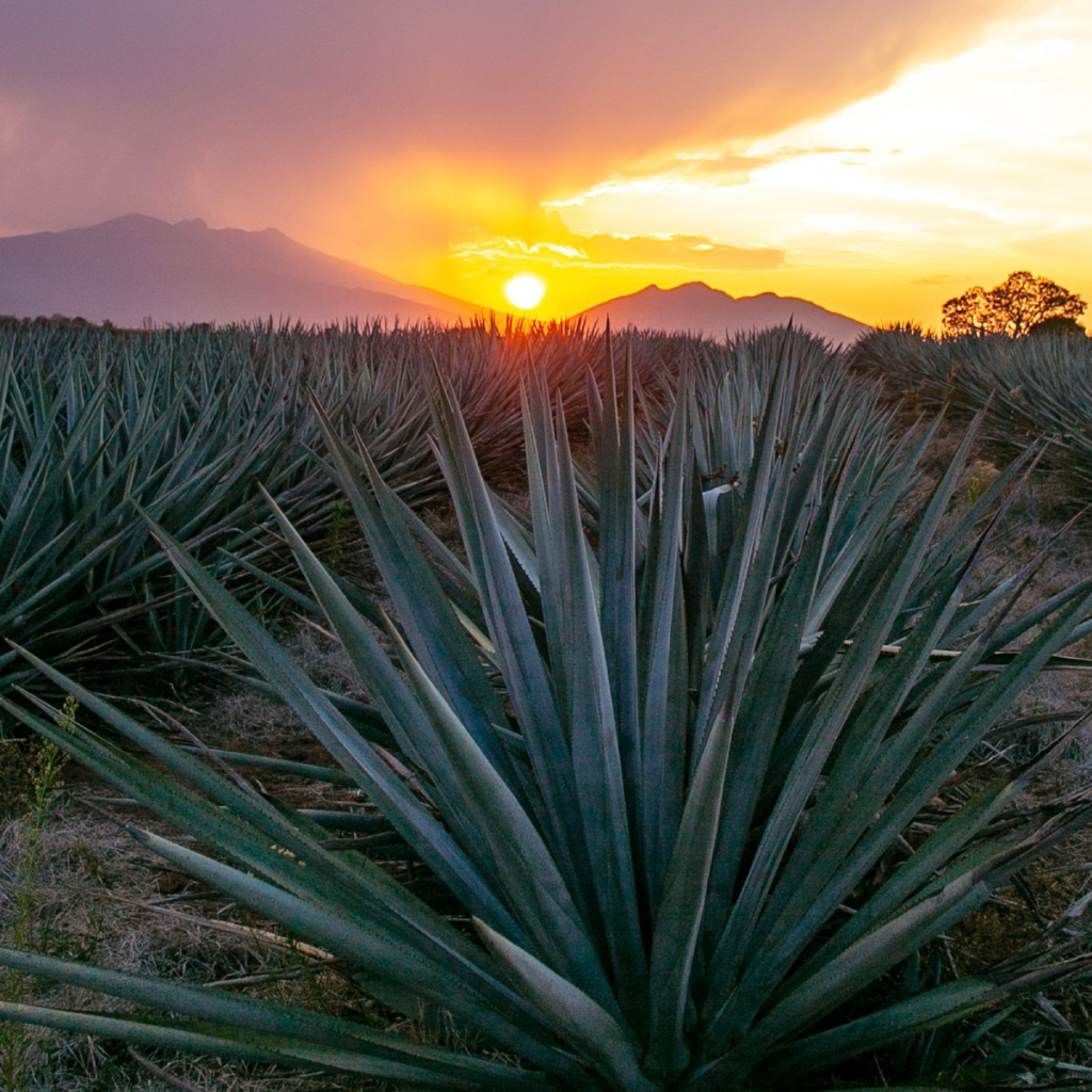 Product image for El Tequileno Gran Reserva Anejo