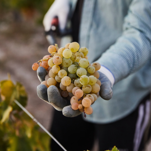 Product image for Alberto Orte A Portela Godello