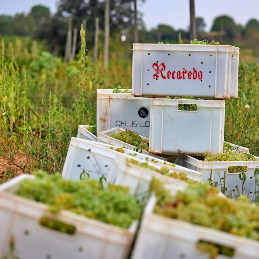 Product image for Recaredo Terrers Brut Nature