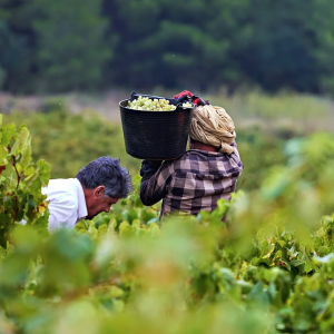 Product image for Recaredo Terrers Brut Nature