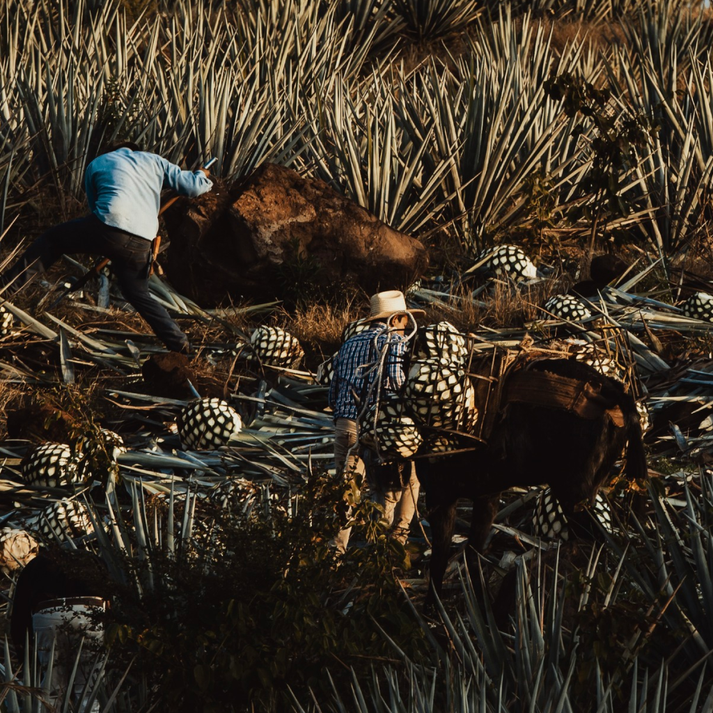 Product image for El Tequileno Gran Reserva Reposado