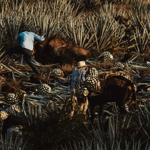 Product image for El Tequileno Gran Reserva Reposado