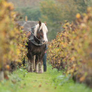 Product image for Chateau Puyblanquet AOC Saint Emilion Grand Cru