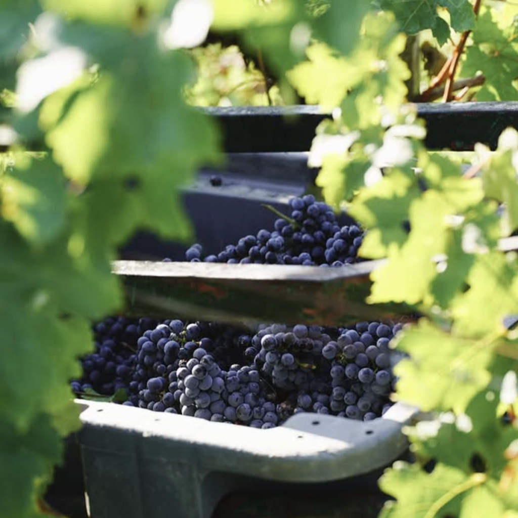 Product image for Chateau Phelan Segur AOC Saint Estephe - 2021